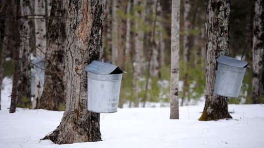 New Hampshire Tops List as Most Expensive Producer of Maple Syrup in the U.S. (Live in New Hampshire)
